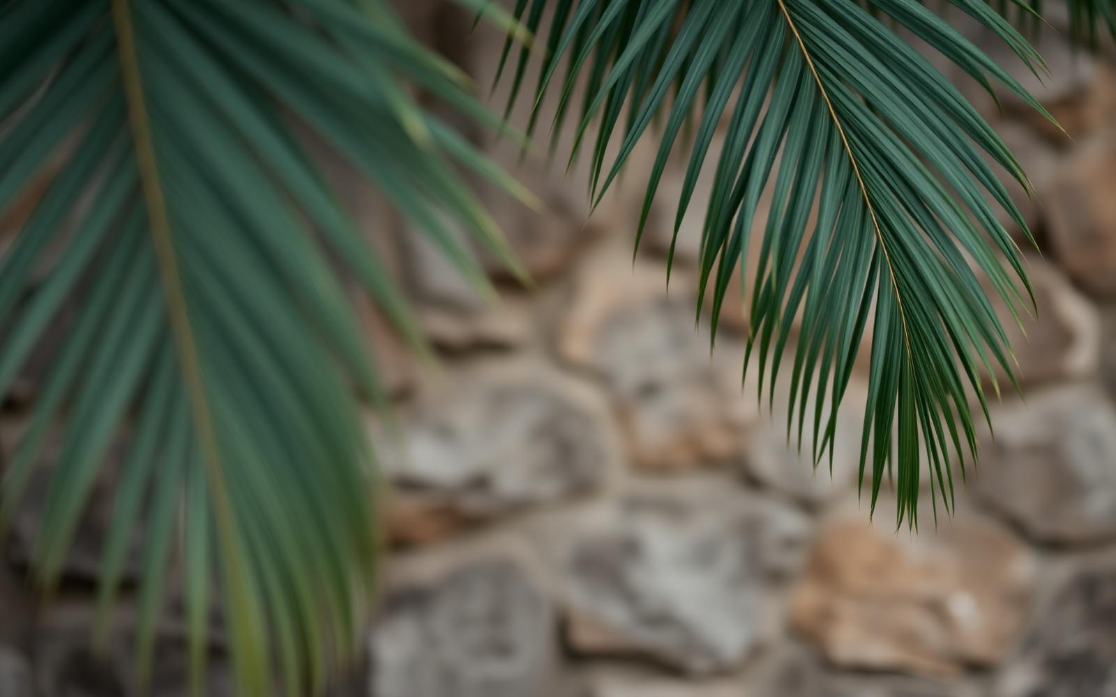 Palmetto fronds against a sunlit weathered stone wall.