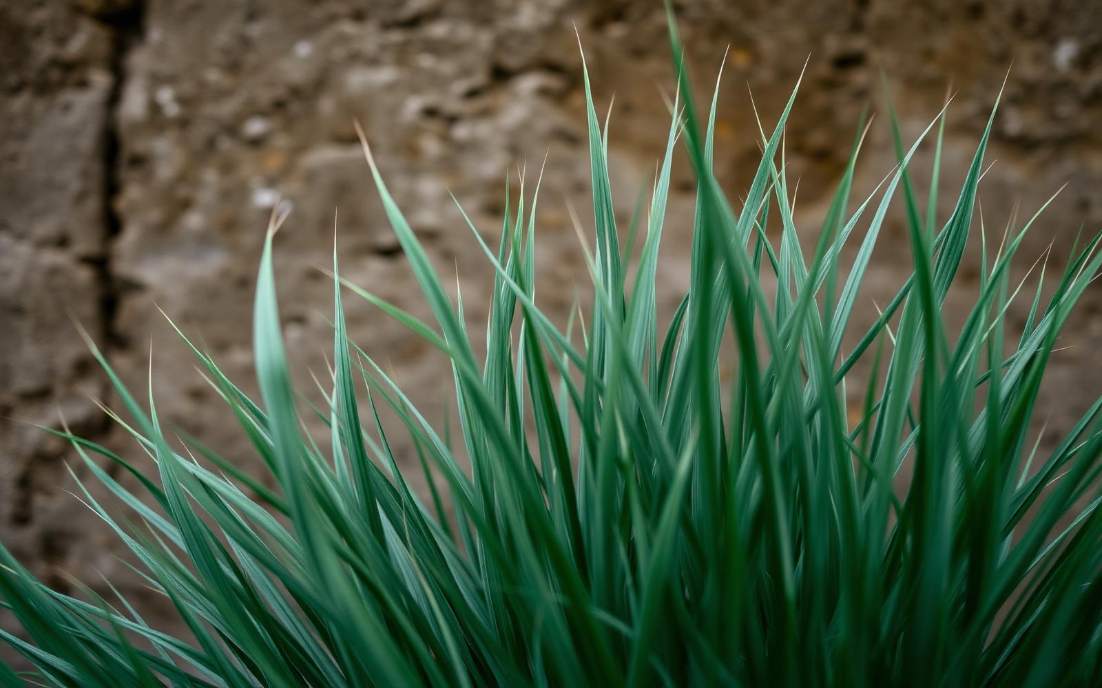 Slender dune grass growing against a sunlit stone wall.