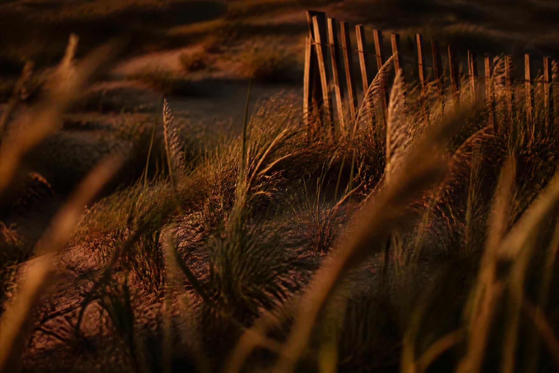 Warm dune grass on a sandy ridge in low golden light.